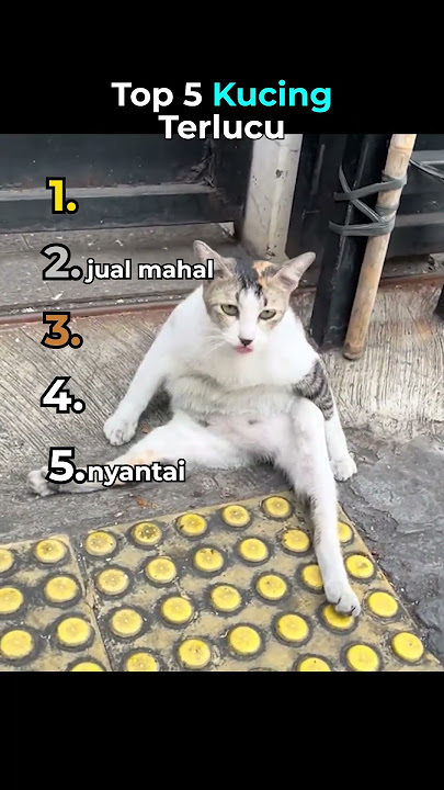 Top 5 Kucing Terlucu🤣