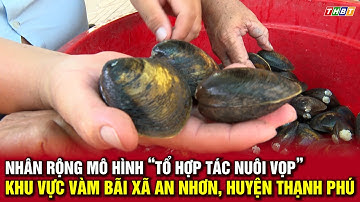 Nhân rộng mô hình “Tổ hợp tác nuôi vọp” khu vực Vàm Bãi, xã An Nhơn, huyện Thạnh Phú