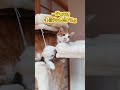 まさかの頂上バトル…兄弟猫達が大乱闘! #shorts #猫のいる暮らし #子ネコ #保護猫 #猫家族 #ねこ #兄弟猫 #ネコ #cat