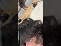 ブタと仲がいい旦那