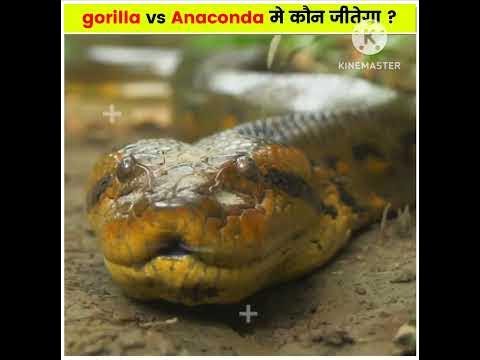 gorilla vs Anaconda मे कौन जीतेगा ? #shorts #youtubeshorts - YouTube