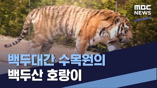 백두대간 수목원의 백두산 호랑이 (2022.05.21/통일전망대/MBC)