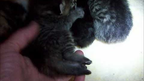 Video 1303591: american bobtail kittens, american girl, kitten boy