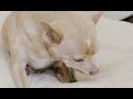 Take care of your cat and dogs teeth with greenies dental chews