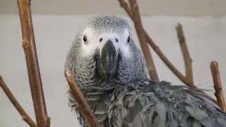 Попугаи Ряжского зоопарка - Жако (серый) и  Ожереловый. Parrots.