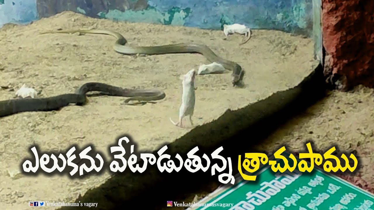 Nehru Zoo Park Hyderabad | Snakes | Crocodiles
