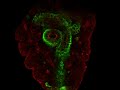 Scaling of internal organs during Drosophila embryonic development