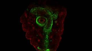 Scaling of internal organs during Drosophila embryonic development