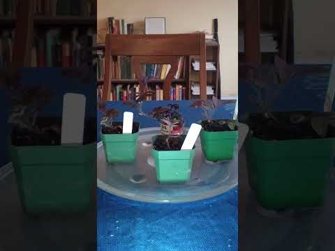 LITFM - Solanum uleanum LITFM - Solanum uleanum