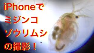 【自由研究】iPhoneでプランクトンの撮影(Kenko携帯顕微鏡STV40M)