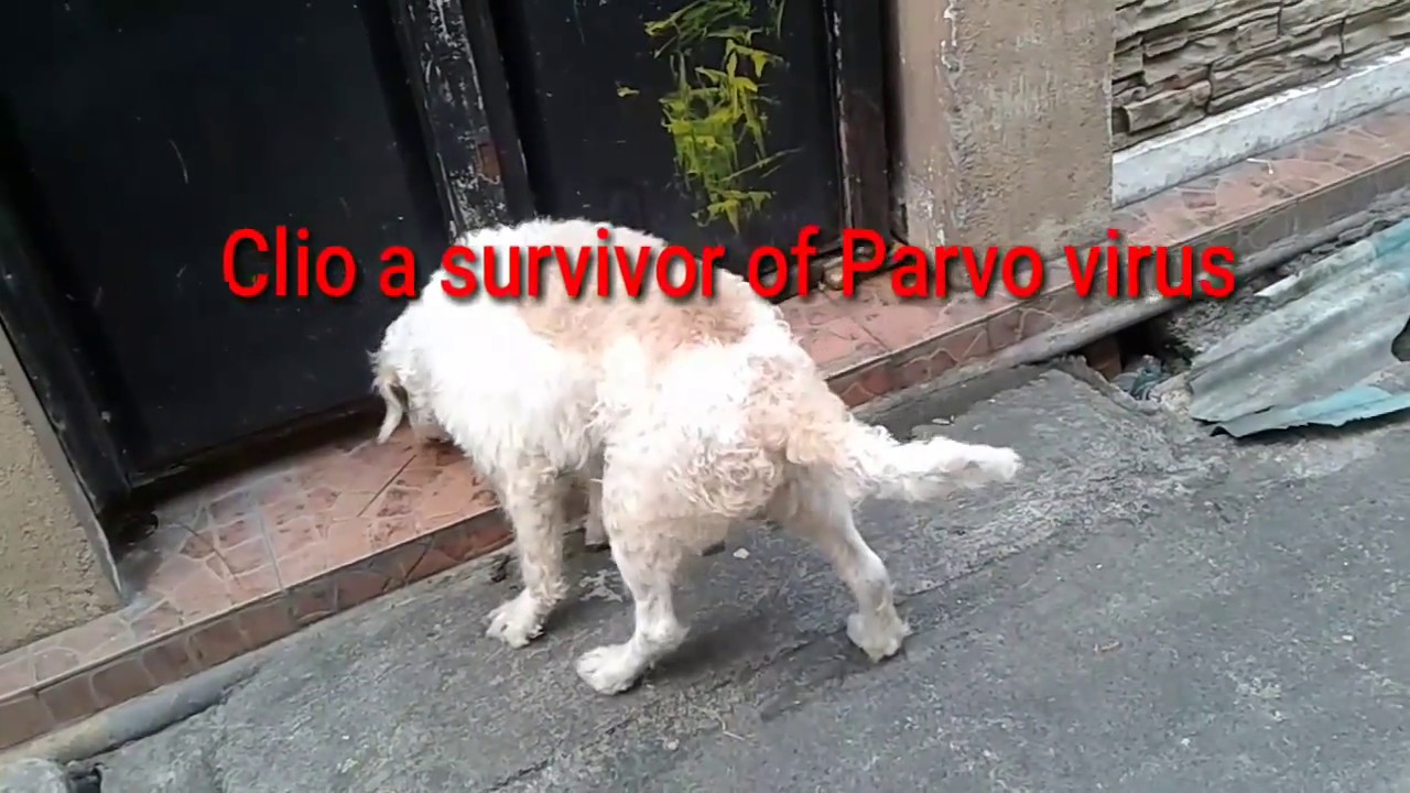 Home remedy for parvo YouTube