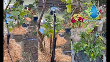 BÉC TƯỚI PHUN MƯA AG08- Tưới gốc Mai nhà A Khách(Tưới An Thịnh).