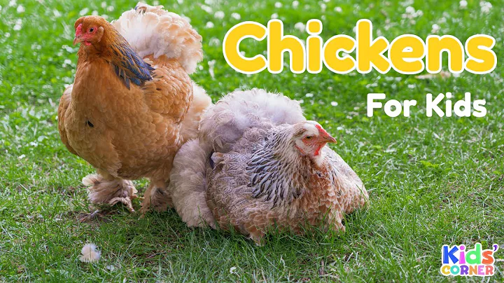 Chickens For Kids | Facts About Chickens | Learn About Chickens | Animals For Kids
