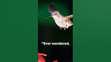 This Is The Only Bird That Can Fly Backwards #shorts #facts #viral