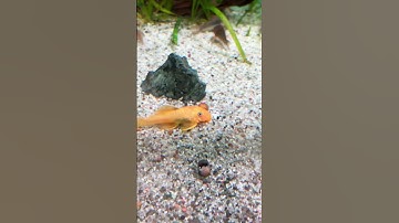 Cách xử lý tảo nâu trong bể thuỷ sinh #aquarium