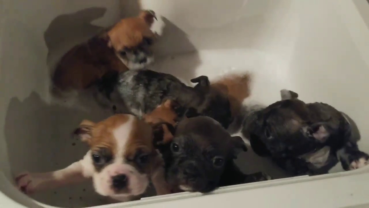 7 week old frenchton puppy vet check up camera iphone 8 plus apk