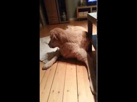 Video: At give hunde et bad hjemme