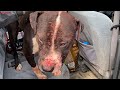 Dövüştürülüp Atılan Pitbull Yakaladığı Köpeği Öldürüyordu !! | Bu Pitbulların Suçu Mu ?