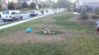 Kickball Fail