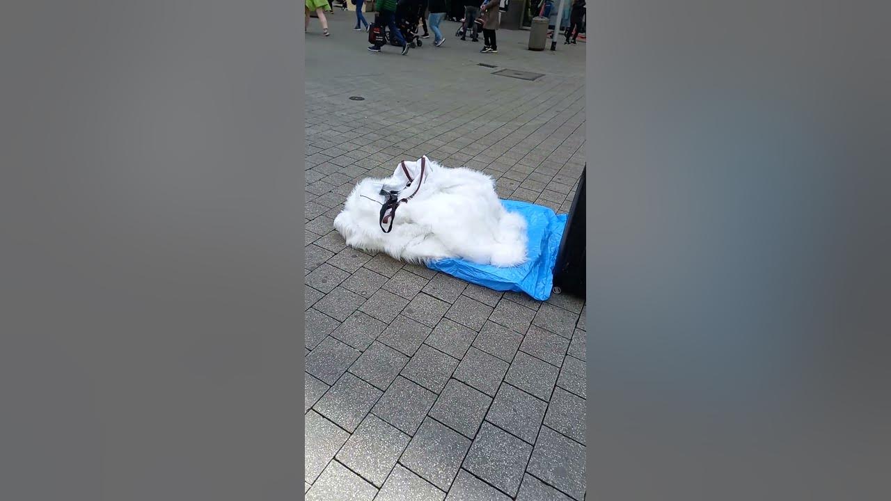 БІЛИЙ МЕДВІДЬ здувся - YouTube