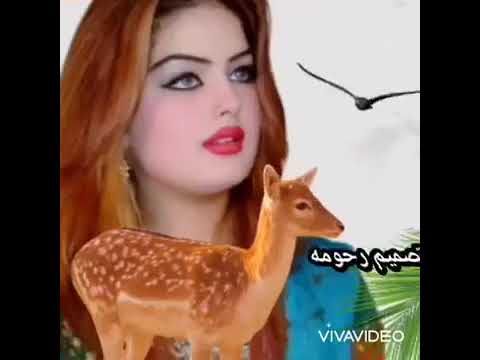 غزال مصور عبد الكريم المالكي