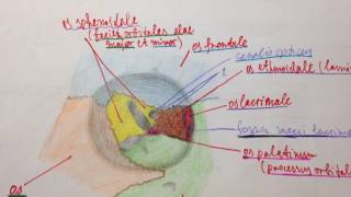 Орган зрения. Стенки глазницы.