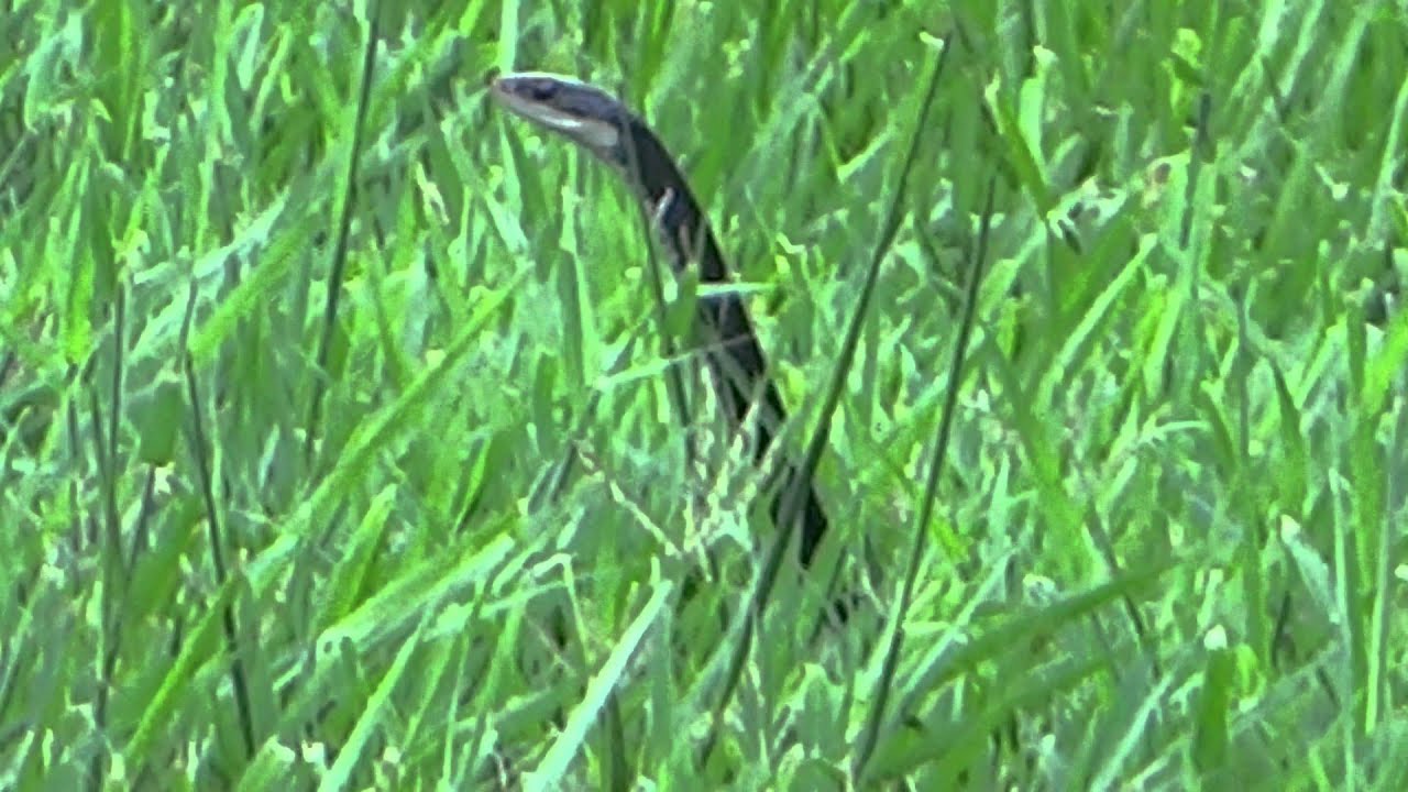 video phone beyonce mp3 Racer Snake from Florida hiding in Grass