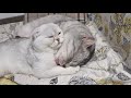 Идеальный папа кот ухаживает и играет с своим котенком дочкой Снежинкой