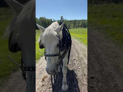 Walking Jenny home! #drafthorses #workinghorses #percheron