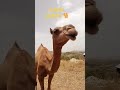 Camel in abha abhaksa camels bakasyon2023 gegemonvlogz2626