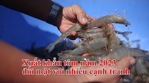 Đánh giá thị trường tôm tháng 5 năm 2023 năm 2024