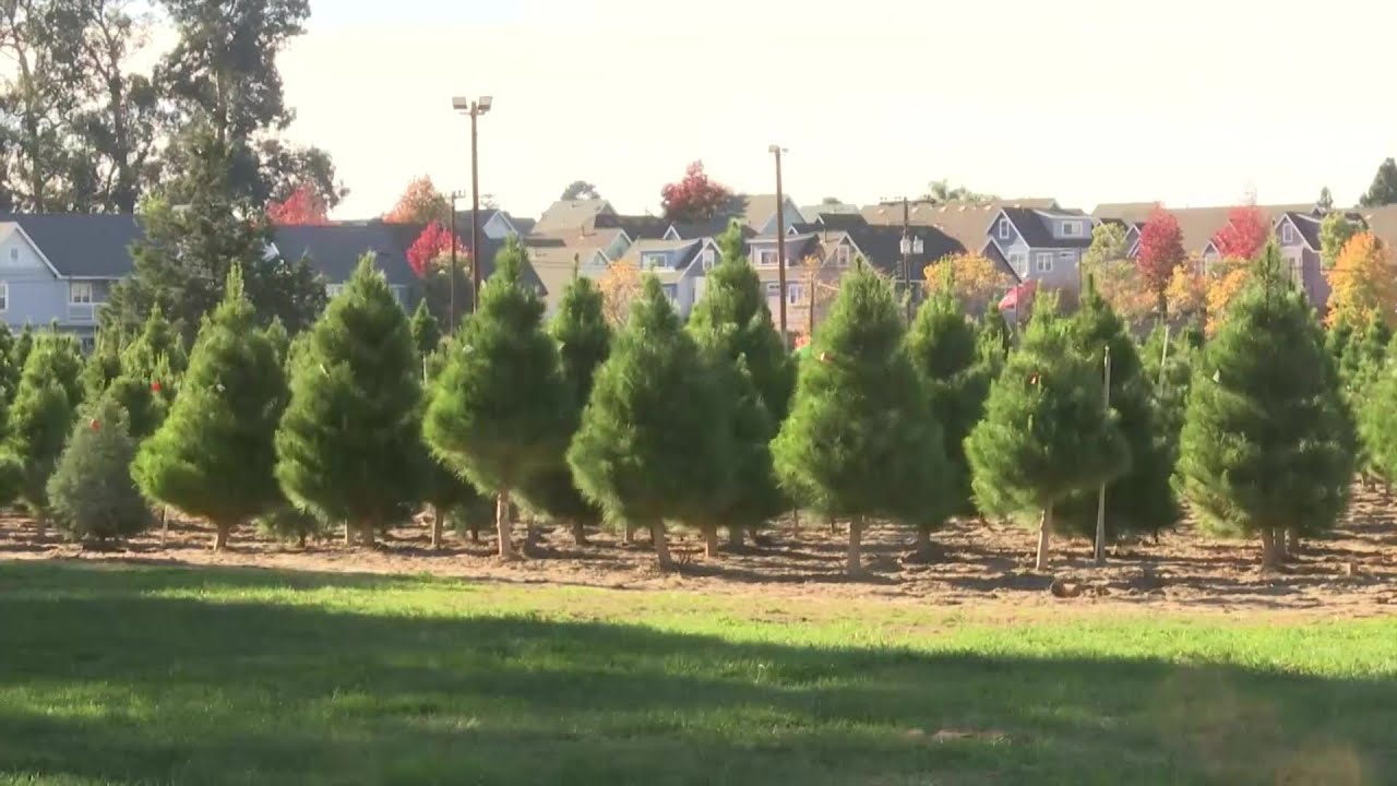 Nipomo Christmas tree farm opens for the season, celebrating its 60th ...