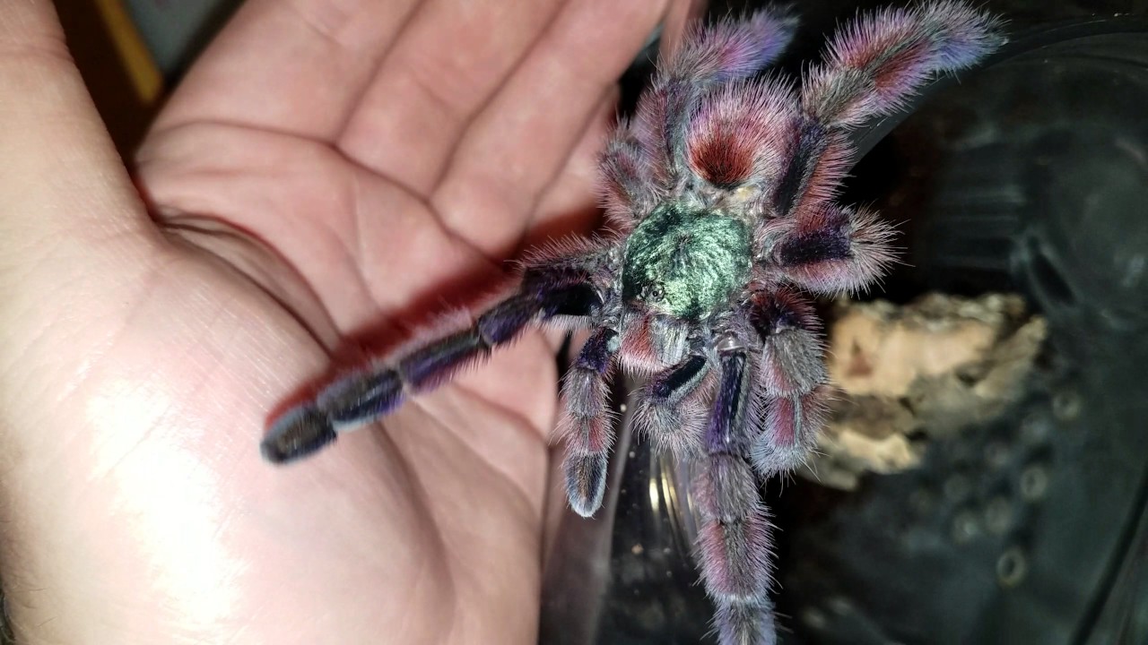 Antilles Pinktoe ( Avicularia Versicolor )