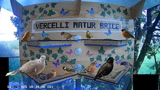 live streaming birds feeder cam - birds garden Italy #birds #birdwatching #birdfeeder #nature