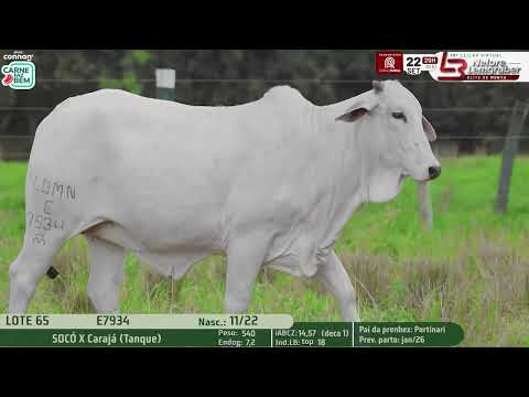 LOTE 65   E 7934
