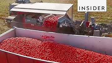Tomato Color Sorting Machine