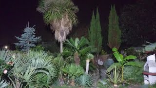 UK 🇬🇧 tropical garden 🌴 - our exotic self-created paradise 🌙 by UNIQUE LIFE DESIGN 249 views 2 months ago 10 minutes, 18 seconds