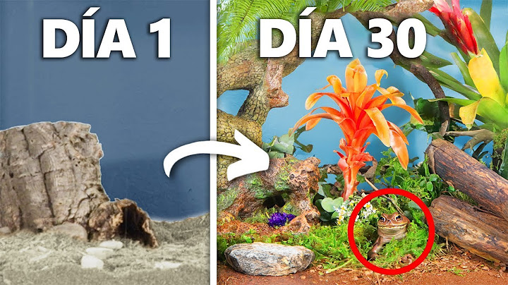 Simulando una Selva Tropical Por 30 Días