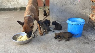 大狗护食连自己的狗崽子都咬畜牲就是畜牲