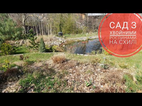 Хвойні рослини в