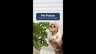 Pet Poisoning Signs