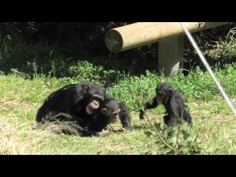 Big boys are silly! by little Shijimi お兄ちゃんたちはおバカさんだ