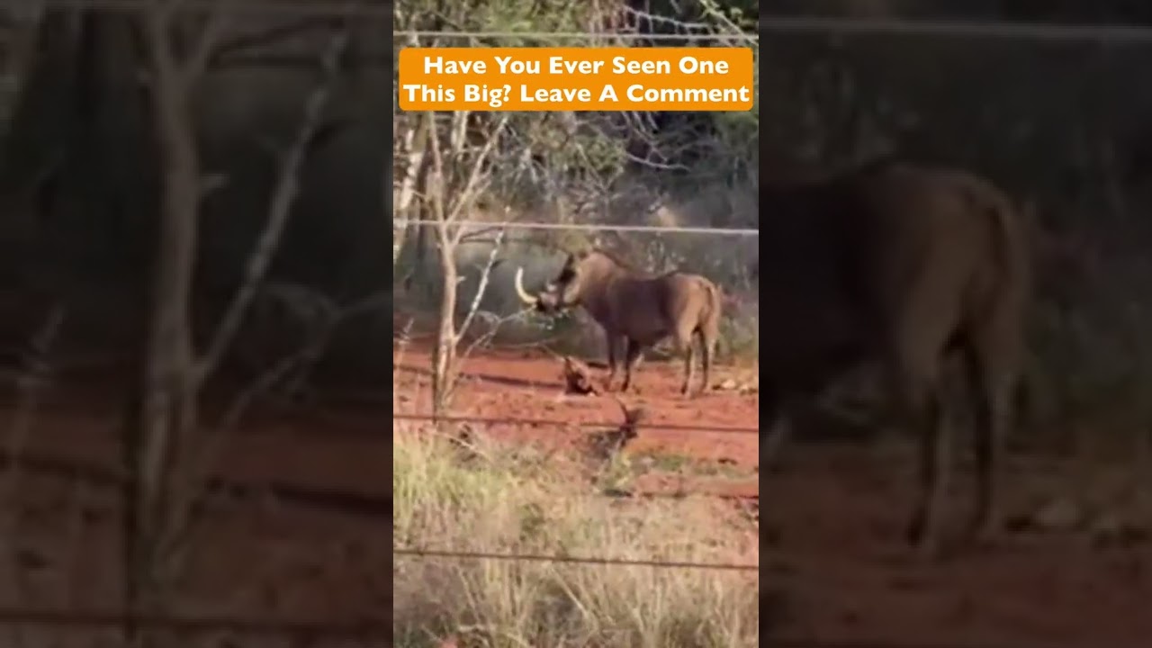 Ever Seen One This Big? (Monster Hog Caught On Camera)