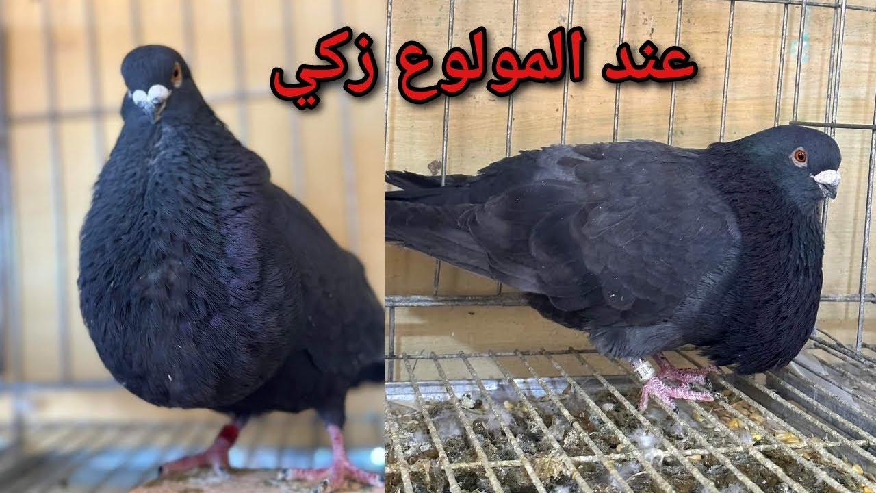 توليعة عند المولوع الجميل والقريب ، زكي مدينة بني ملال 🏰 مربي حمام السيفيانوس المغربي الأصيل 🇲🇦