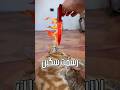 جربت سكين رسم وهمية على قطتي رسم  