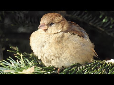 Mourning Dove Age Chart