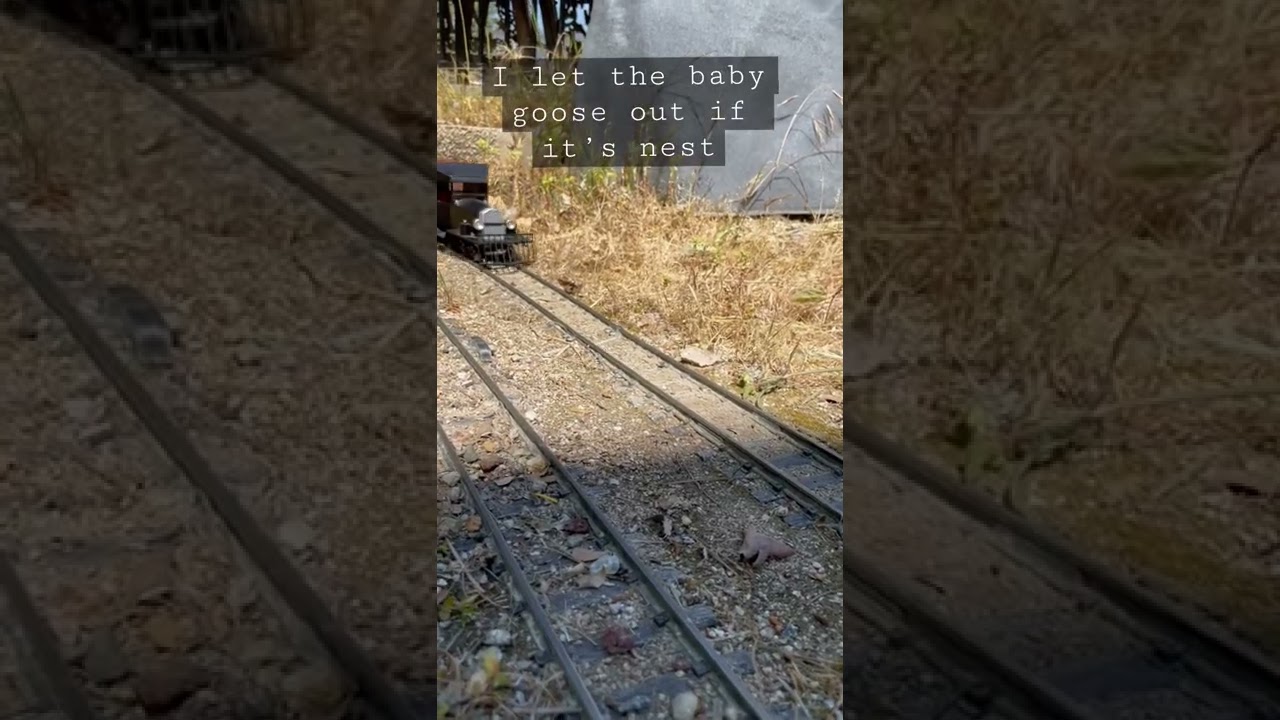 THERES A GOOSE ON THE LOOSE!!!!!!!