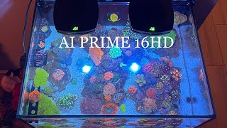 AI Prime 16HD settings, schedule, and review for mixed nano reef aquarium. 25 lagoon build