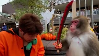 Funniest Animals - Best Compilation Videos 2023 by ANIMALBIOLOGIE 3,103 views 1 year ago 4 minutes, 6 seconds