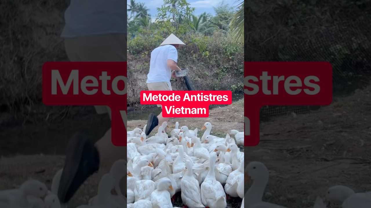 ATACAT DE RATȚE #duck #funny #running
